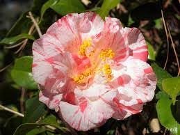 Camellia Japonica Rebel Yell I Extra Large Gallon Plants I White and Pink Stripe Flowering Lush Pink Blooms, Live Plant for Gardens & Patios