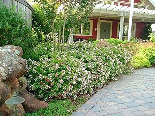 Abelia Chinensis Rose Creek | Large Gallon Size Plants | Flowering Butterfly Attracting Ornamental Shrub