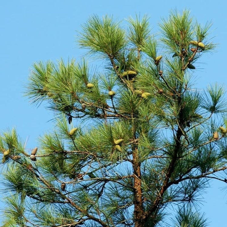 Slash Pine Tree | Live Plants | Pinus Elliottii | Fast Growing Stately Shade Tree