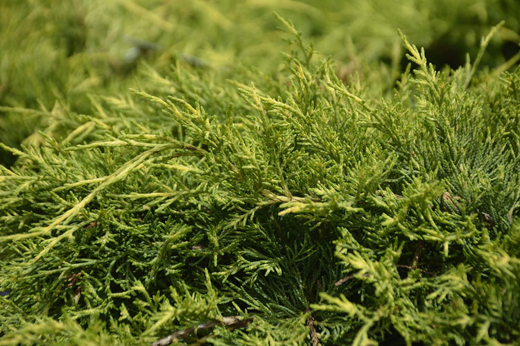 Old Gold Juniper - Live inch Pots - Juniperus Chinensis - Evergreen Cold Hardy Drought Tolerant Groundcover Plants