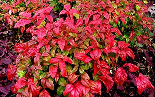 Firepower Heavenly Bamboo - Live Plants - Nandina Domestica