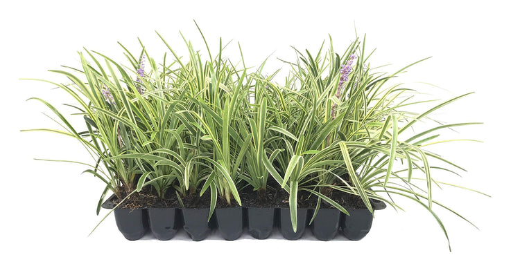 Variegated Liriope Muscari 'Silvery Sunproof' - Live Plants - Blooming Evergreen Groundcover