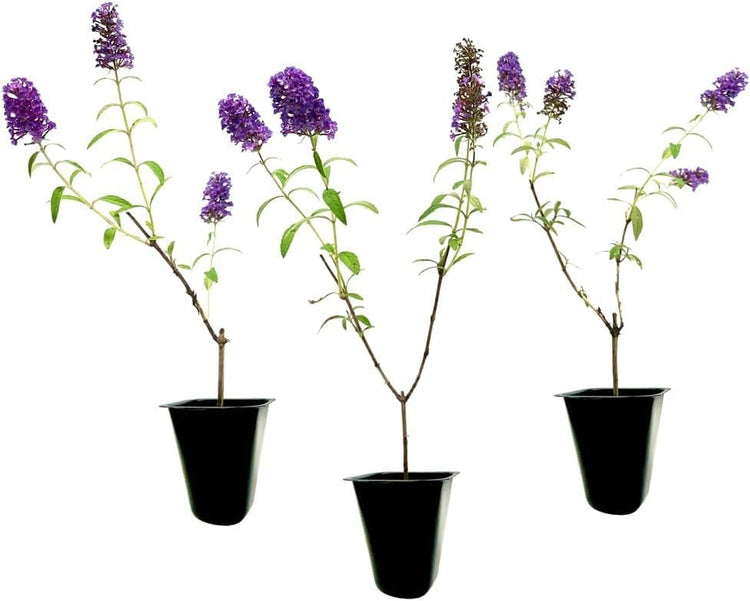 Buddleia Black Knight | Live Plants | Fragrant Butterfly Bush, Attracts Butterflies & Hummingbirds, Drought Tolerant Flowering Shrub