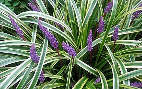 Variegated Liriope Muscari Silvery Sunproof - Large Quart Size Plants - Live Blooming Evergreen Groundcover