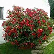 Oleander Red | Extra Large 3 Gallon Plants | Nerium Oleander | Stunning Landscape Addition | Sun-Loving Blooms