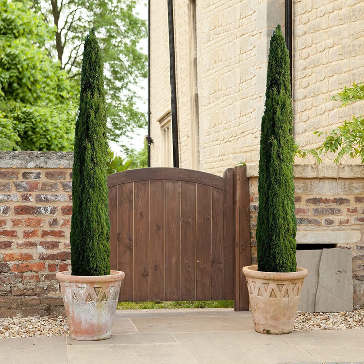 Italian Cypress Tree | Live Inch Pot | Cupressus Sempervirens | Formal Elegant Mediterranean Style Plants