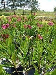 Oleander Calypso | Extra Large 3 Gallon Plants | Nerium Oleander | Hardy Perennial | Vibrant Pink Blooms