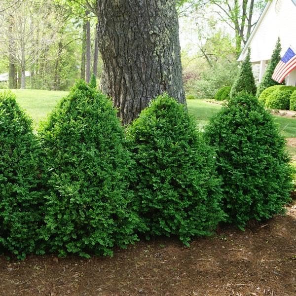 Green Mountain Boxwood | Live Gallon Size Plants | Elegant Pyramid-Shaped Evergreen, Ideal for Topiary & Landscaping, Cold-Hardy & Drought-Tolerant