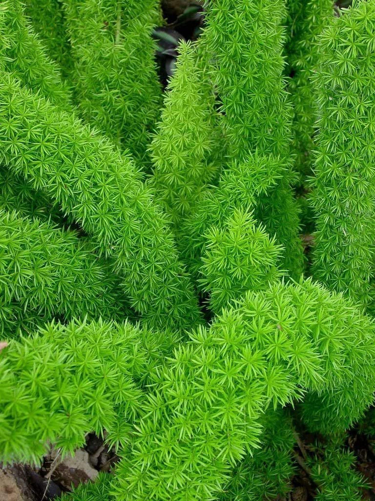 Foxtail Fern Myers | Live Plants | Asparagus Densiflorus Myersii | Unique Tropical Landscape Groundcover