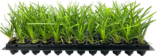 Lomandra Longifolia | Live Plants | Drought-Tolerant Ornamental Grass | Easy-Care Landscape Addition | Garden and Patio Decor