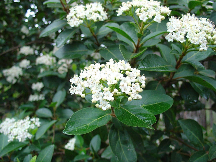 Sweet Viburnum - Live Quart Size Plants - Viburnum Odoratissimum - Fast Growing Privacy Hedge