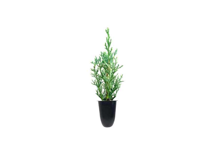 Italian Cypress Tree | Live Seedlings | Cupressus Sempervirens | Formal Elegant Mediterranean Style Plants