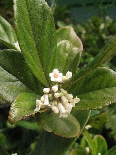 Viburnum Suspensum | Large Gallon Size Plants I Sandankwa I Live Durable Evergreen Shrub with Fragrant Blooms, Ideal for Hedges, Privacy Screens, and Ornamental Landscaping