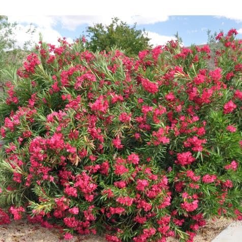 Oleander Calypso | Extra Large Gallon Plants | Nerium Oleander | Hardy Perennial | Vibrant Pink Blooms