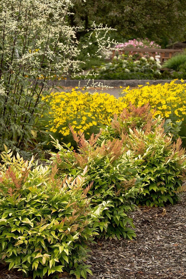 Heavenly Bamboo - Nandina Domestica - Live Gallon Size Plants - Beautiful & Colorful Low Maintenance Foliage