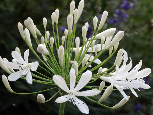 Florida Foliage Agapanthus Getty White - Live Plants - Blooming Groundcover Grass