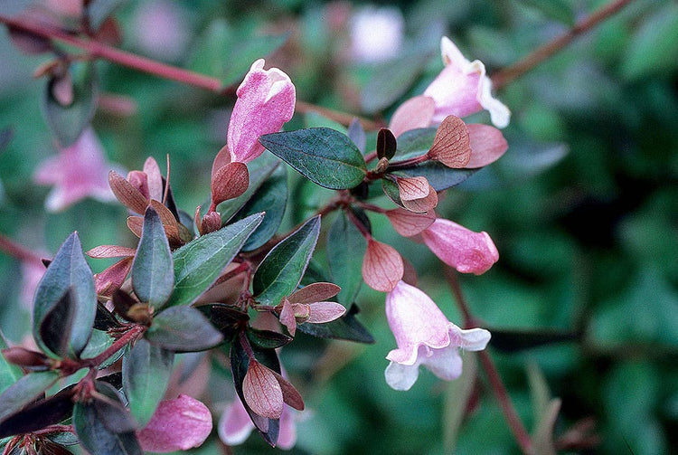 Abelia Grandiflora Edward Goucher | Large Gallon Size Plants | Flowering Butterfly Attracting Shrub