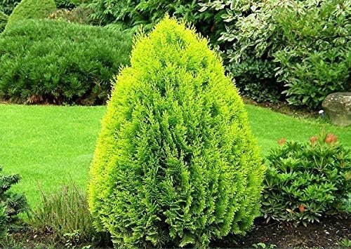 Arborvitae Berkman's Gold | Live Plants | Thuja Occidentalis | Perfect for Landscaping | Radiant & Hardy