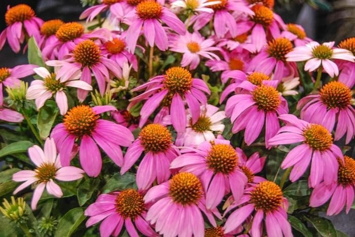 Premium Echinacea 'Crazy Pink' | Live Plants | Potted Perennial Flowering Plant, Perfect for Garden Borders & Butterfly Gardens, Easy-to-Grow, Vibrant Pink Blooms