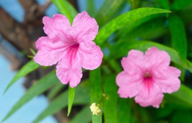 Mexican Petunia Pink I Large Gallon Size Plants I Ruellia Brittoniana | Live Delicate Pink Flowers, Drought and Heat Tolerant, Perfect for Borders and Containers