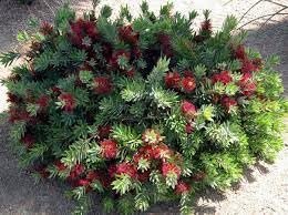 Bottlebrush 'Little John' | Extra Large Gallon Plants | Callistemon citrinus | Attracts Pollinators | Drought Tolerant