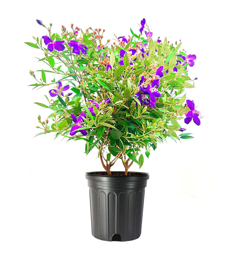 Tibouchina Dwarf | Extra Large Gallon Plants | Tibouchina granulosa Compacta | Vibrant Purple Blooms | Garden Showstopper