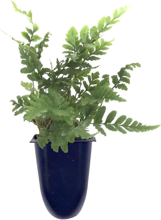 Autumn Fern Dryopteris Erythrosora | Live Plants | Lush Green Foliage | Easy to Grow | Perfect for Indoor and Outdoor Gardens | Vibrant Seasonal Color