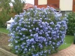 Plumbago Imperial Blue | Extra Large 3 Gallon Plants | Plumbago auriculata | Flowering Shrub | Drought Tolerant