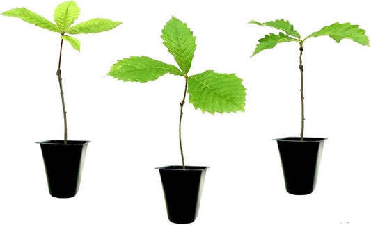 Swamp Chestnut Oak Tree | Live Seedlings | Quercus Michauxii | Perfect for Natural Landscapes | Hardy & Long-Lived