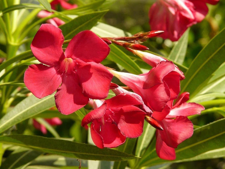 Vibrant Double Feature Red Crape Myrtle | Live Plants | Lagerstroemia Indica 'Double Feature' | Stunning Summer Blooms | Drought Tolerant & Low Maintenance