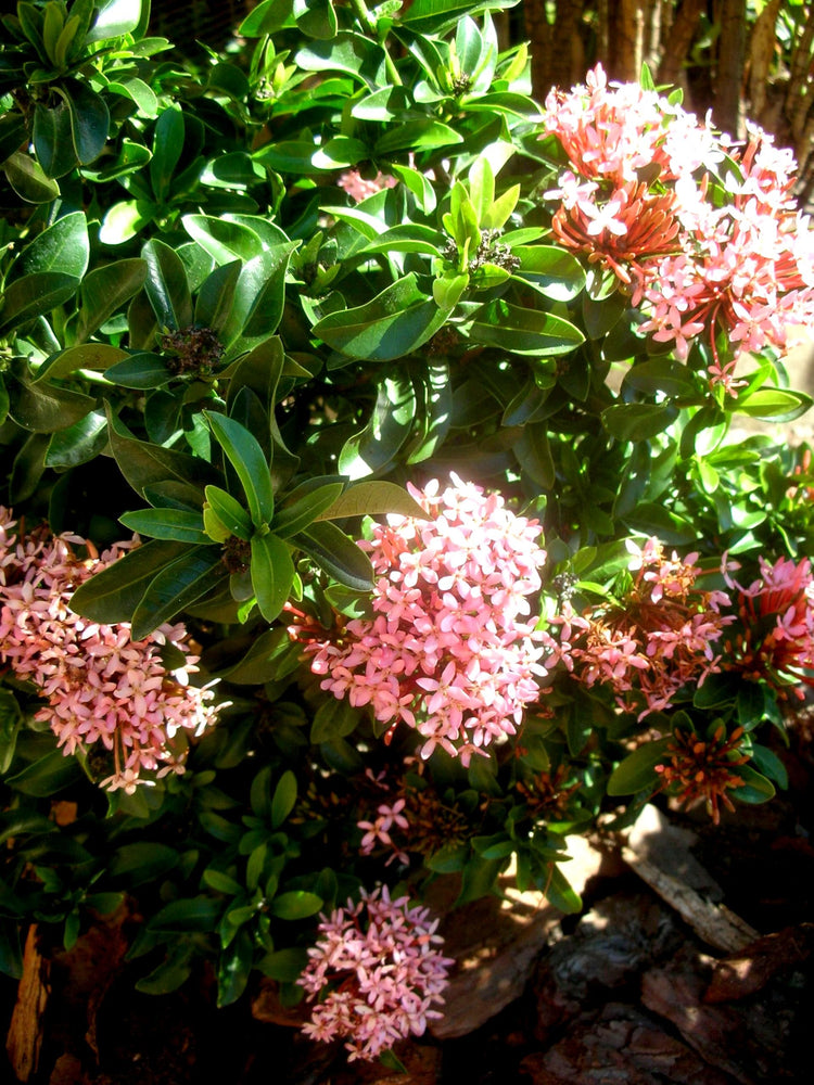 Ixora Dwarf Pink Taiwanensis | Live Plants | Ixora Chinensis | Perfect for Compact Spaces | Vibrant Tropical Blooms