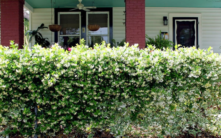 Star Confederate Jasmine | Extra Large 3 Gallon Plants | Trachelospermum jasminoides 'Star' | Lush Flowering Vine | Perfect for Trellises and Arbors