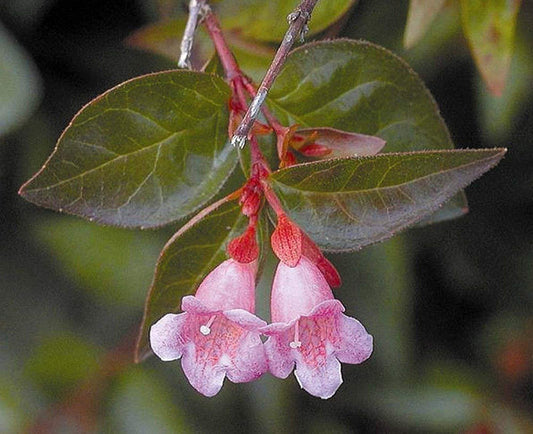 Abelia Grandiflora Edward Goucher - Live Plants - Flowering Deer Resistant Butterfly Attracting Shrub