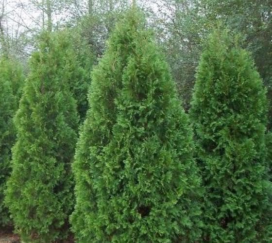 Blue Cone Arborvitae | Live Quart Size Plant | Vibrant Blue-Green Foliage for Landscaping, Hedges, and Privacy Screens, Drought and Deer Tolerant