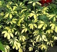 Arboricola Variegated Trinette | Extra Large 3 Gallon Plants | Schefflera arboricola 'Trinette' | Lush Foliage | Indoor/Outdoor Versatility