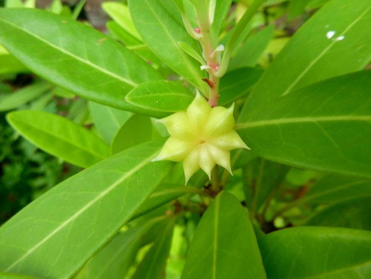 Yellow Anise Plant | Live Plants | Illicium Parviflorum | Fragrant Foliage | Evergreen Shrub | Star Anise Aromatic Ornamental (3 Plants)