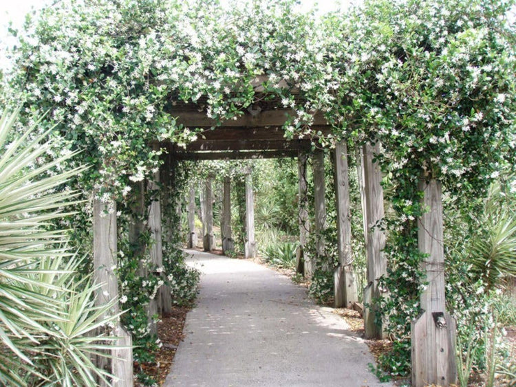 Star Jasmine | Extra Large Gallon Plant | Trachelospermum Jasminoides | Fragrant Climbing Vine | Ideal for Trellises and Arbors