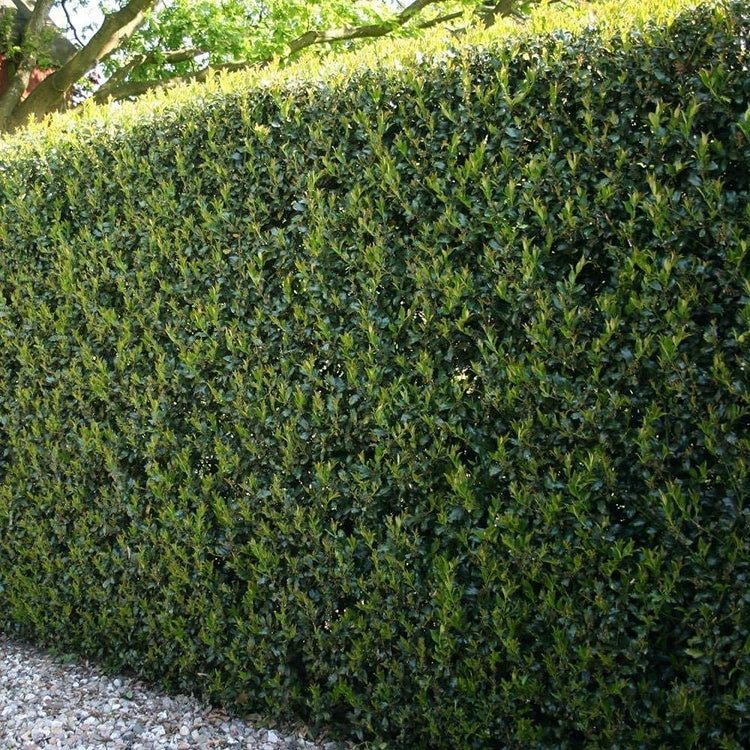 Dwarf Burford Holly - Live Plants - Ilex Burfordi Evergreen Hedge Red Berries Tree Shrub