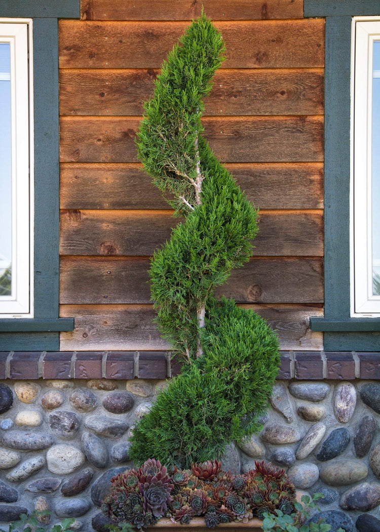 Spartan Juniper - Juniperus Chinensis - Live inch Container Trees - Evergreen Privacy Screening Plants