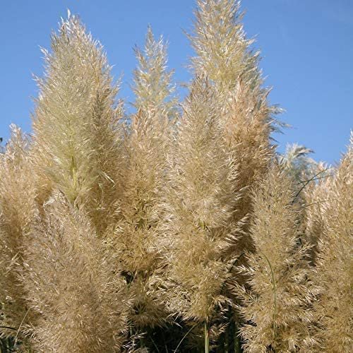 Pampas Grass | Cortaderia Selloana | Live Plants | Flowering Ornamental Foliage