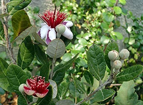 Pineapple Guava Plant - Live Inch Plants - Feijoa Sellowiana - Edible Flowers and Fruit