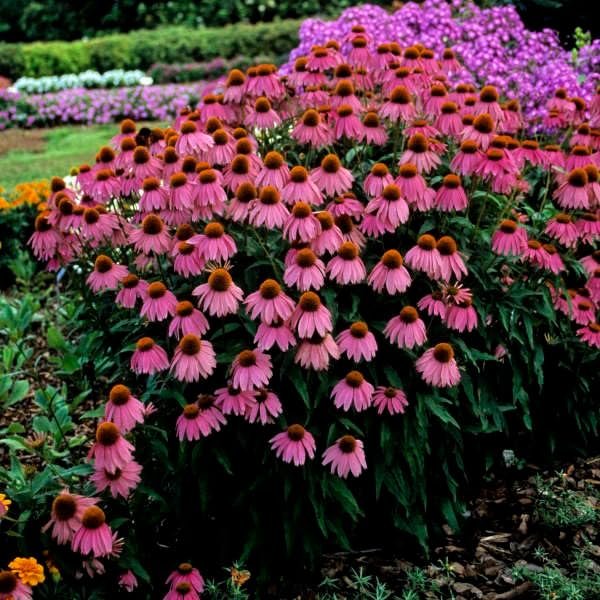 Echinacea 'Kim's Knee High' | Live Plants | Vibrant Pink Blooming Coneflower Perennial Plant | Easy to Grow | Perfect for Pollinator Gardens