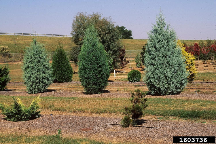 Arizona Blue Ice Cypress | Large Gallon Size Trees | Cupressus Plants | Beautiful Evergreen Low Maintenance Cold Hardy Privacy Screen