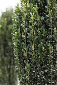 Sky Pencil Holly | Extra Large Gallon Plants | Ilex crenata 'Sky Pencil' | Vertical Garden Accent | Ideal for Tight Spaces