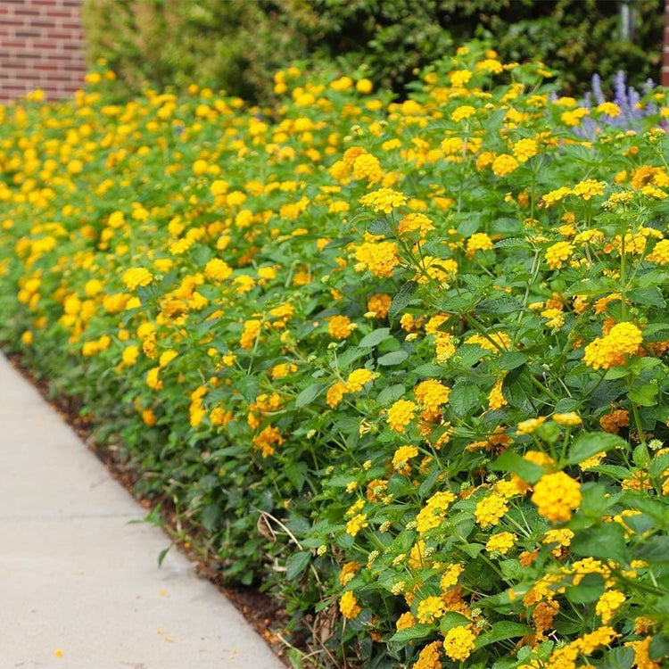 Lantana New Gold I Live Plants I Verbenaceae Camara I Live Vibrant Golden Yellow Flowers, Heat and Drought Tolerant, Ideal for Hanging Baskets and Borders