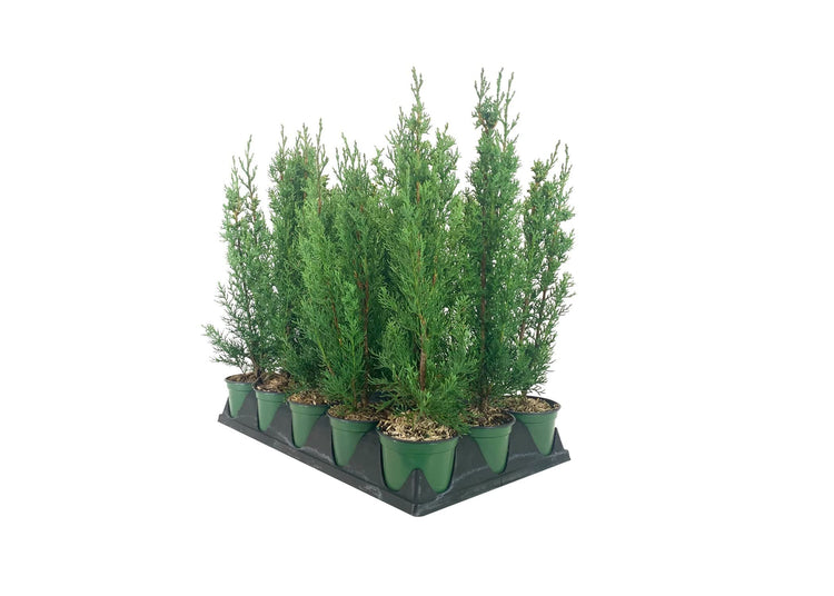 Italian Cypress Tree | Live 4 Inch Pots | Cupressus Sempervirens | Formal Elegant Mediterranean Style Plants