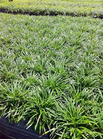 Dwarf Mondo Grass | Large Gallon Size Plants | Ophiopogon Japonicus Nanus | Live Evergreen Shade Loving Groundcover