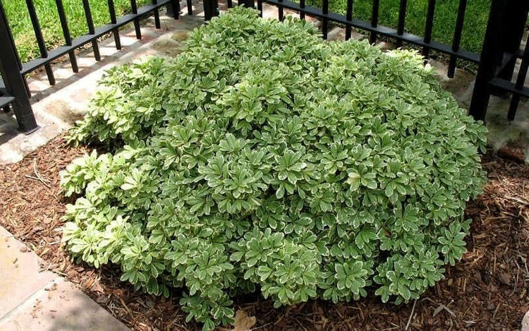 Pittosporum Variegated | Extra Large 3 Gallon Plants | Pittosporum Tobira 'Variegata' | Elegant Foliage | Low Maintenance