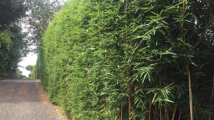 Golden Hedge Bamboo | Extra Large Gallon Plants | Bambusa Multiplex | Clumping Non-Invasive Screening Live Bamboo