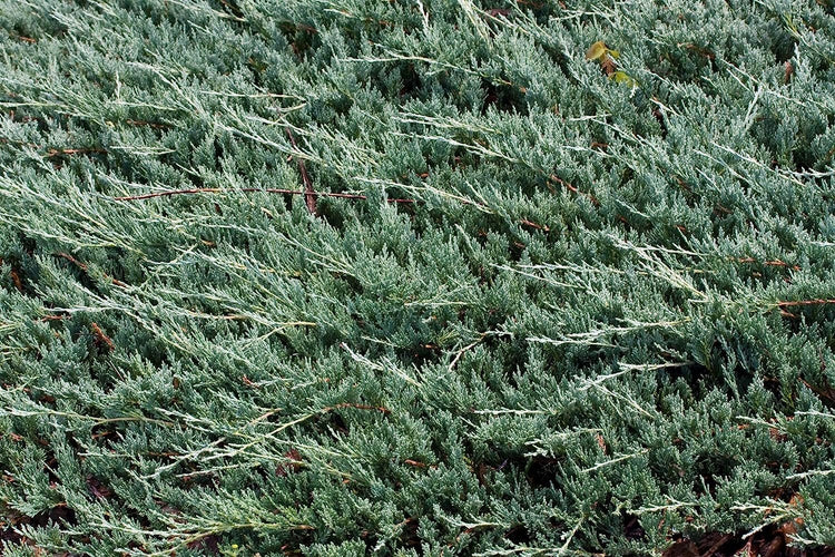 Juniper Bar Harbor - Live Plants - Juniperus Horizontalis - Drought Tolerant Cold Hardy Evergreen Ground Cover